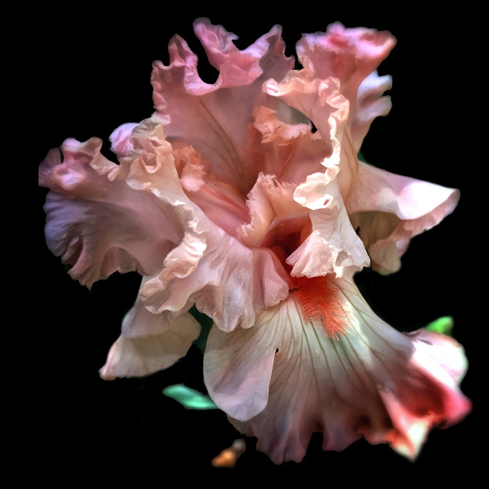 
            
                Load image into Gallery viewer, Amazing Iris
            
        