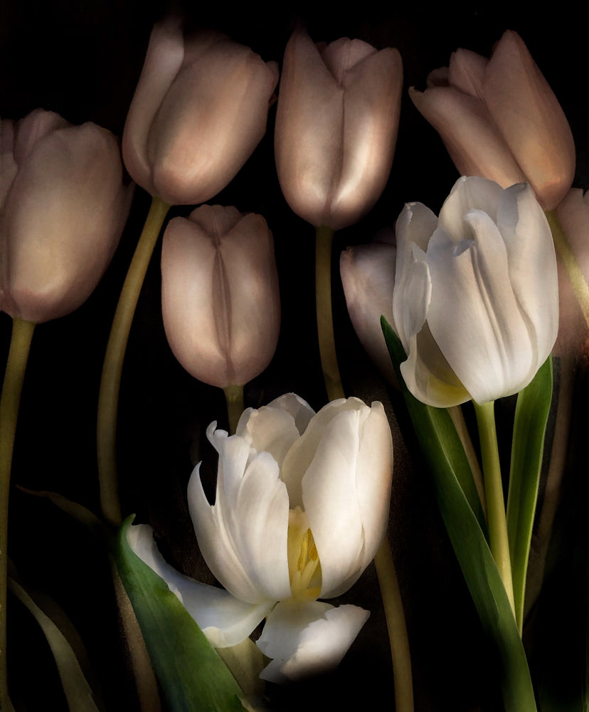 
            
                Load image into Gallery viewer, Tulip Glow
            
        