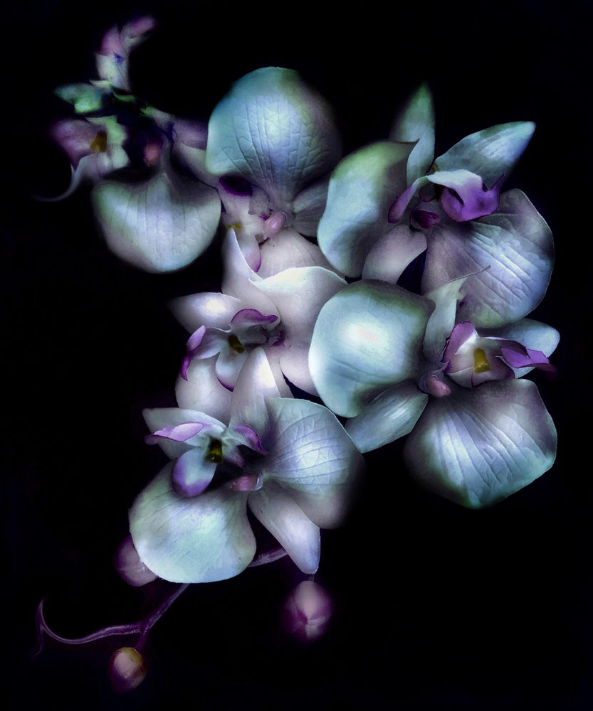 Bluest Orchid