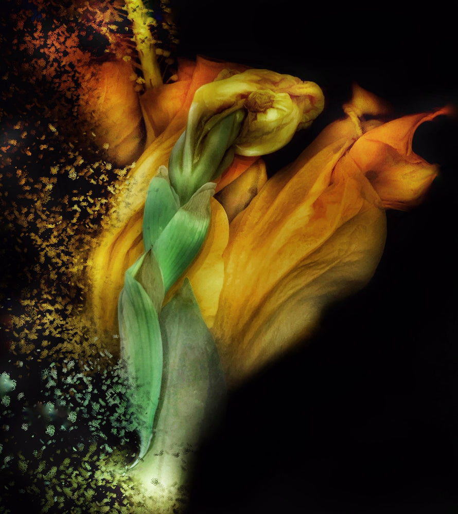 
            
                Load image into Gallery viewer, Confetti Tulip
            
        