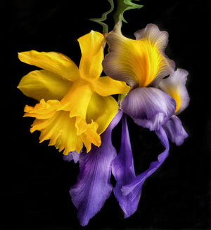 
            
                Load image into Gallery viewer, Entwined Daffodils
            
        