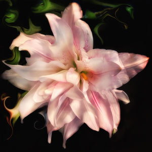 
            
                Load image into Gallery viewer, Night Lily
            
        
