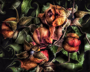 
            
                Load image into Gallery viewer, Immortal Roses
            
        