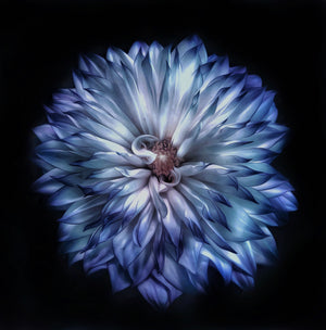 
            
                Load image into Gallery viewer, Dahlia Blue, 2020
            
        
