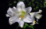 Tricia's Lily