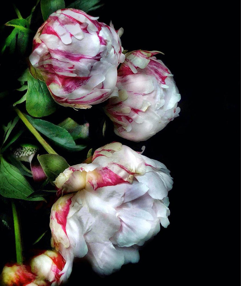 
            
                Load image into Gallery viewer, Winter Peony Trio
            
        