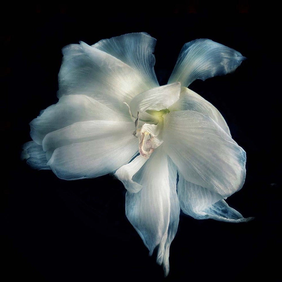 
            
                Load image into Gallery viewer, Amaryllis Angel
            
        