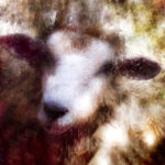 Sheep Reflection