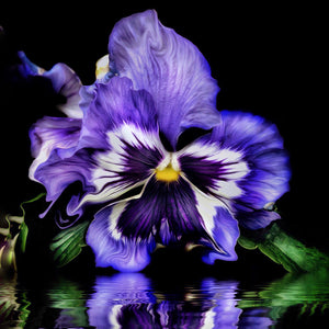
            
                Load image into Gallery viewer, Pansy Reflection
            
        