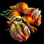 Oranges and Parrot Tulip