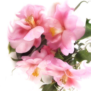 Pink Camellia Dream