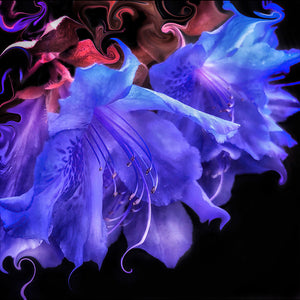 
            
                Load image into Gallery viewer, Purple Haze
            
        