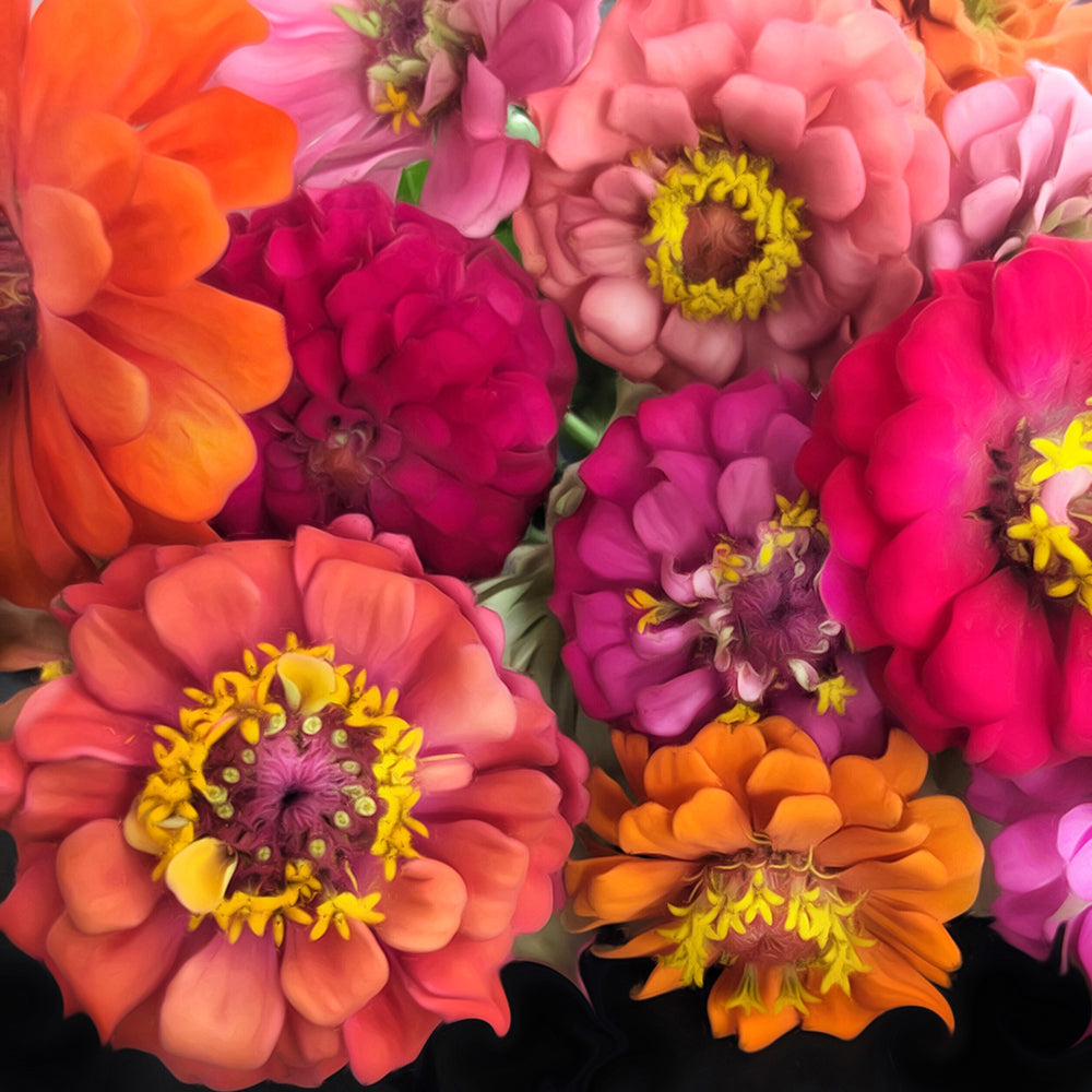 
            
                Load image into Gallery viewer, Zinnias
            
        